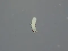 Thalassaphorura debilis thumbnail 4