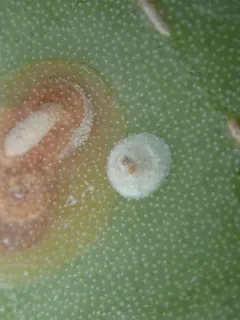 prickly pear scale thumbnail 2