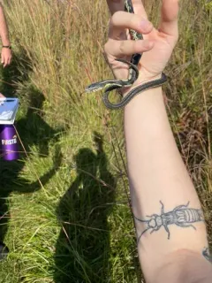 Snake Fungal Disease thumbnail 2