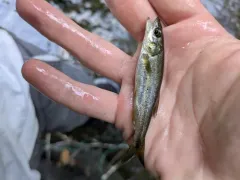 Umpqua Pikeminnow thumbnail 3