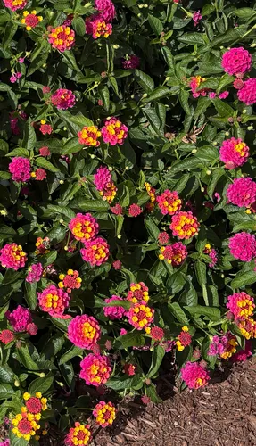 common lantana