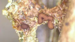Ophiotheca chrysosperma thumbnail 1