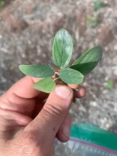 Erysiphe sydowiana thumbnail 2