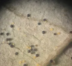 Phyllactinia corni thumbnail 2