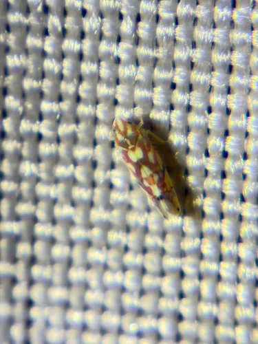 Vine Leafhopper