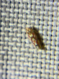 Vine Leafhopper thumbnail 1