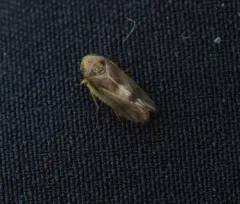 Pediopsoides distinctus thumbnail 2