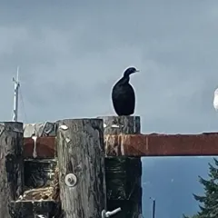 Brandt's Cormorant thumbnail 4