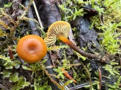 puzzling rootshank thumbnail 3