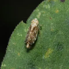 Errastunus ocellaris thumbnail 1