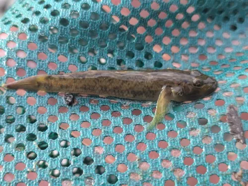 Brown Amur Goby