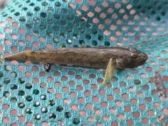 Brown Amur Goby thumbnail 1