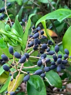 wax-leaf ligustrum thumbnail 4
