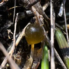 Mare's Eggs thumbnail 4