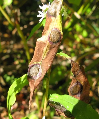 Asteromyia laeviana