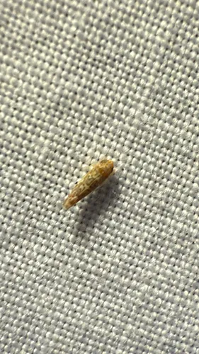 Tautoneura polymitusa