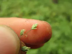 Woodland Bluegrass thumbnail 3