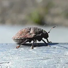 Vanduzeeina borealis thumbnail 1