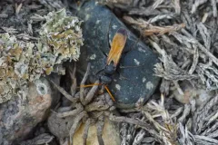 Cryptocheilus attenuatum thumbnail 2
