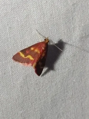 Coffee-loving Pyrausta Moth