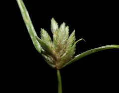 Japanese Flatsedge thumbnail 1