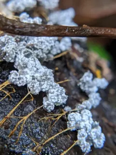Nectriopsis candicans thumbnail 1