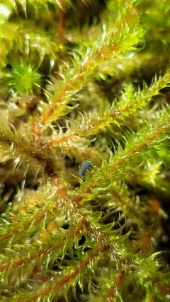 Morulodes serratus thumbnail 2