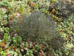 Gray Witch's Hair thumbnail 3