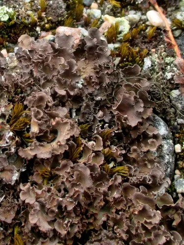 Alpine Kidney Lichen