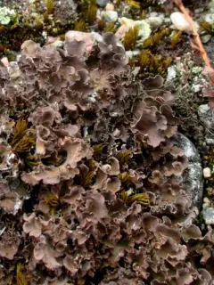 Alpine Kidney Lichen thumbnail 1