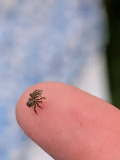 Texas Paradise Spider thumbnail 2