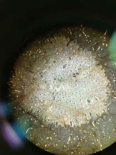 Juxtacribrilina annulata