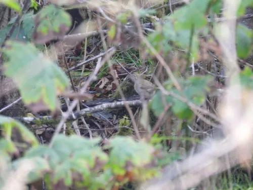 Olive-backed Pipit