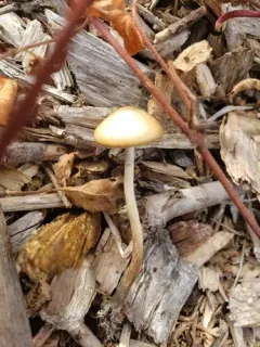 Psilocybe aztecorum thumbnail 3
