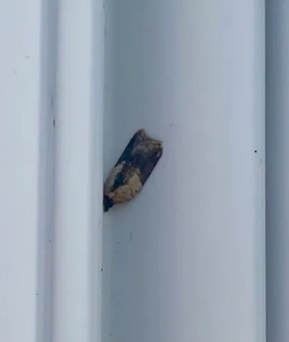strawberry acleris