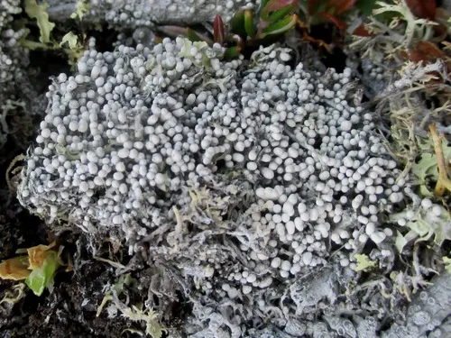 Finger Wart Lichen