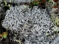 Finger Wart Lichen thumbnail 1