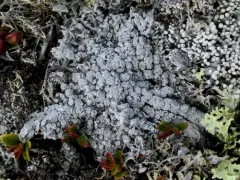 Arctic Wart Lichen thumbnail 3