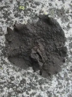 Arctic Rocktripe Lichen thumbnail 1