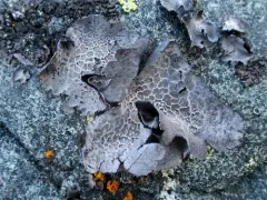 Puckered Rocktripe Lichen thumbnail 4