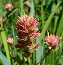 siskiyou paintbrush thumbnail 2