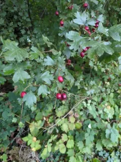 midland hawthorn thumbnail 2