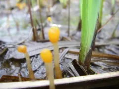 Swamp beacon thumbnail 2
