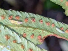 Eupteryx furcata thumbnail 2