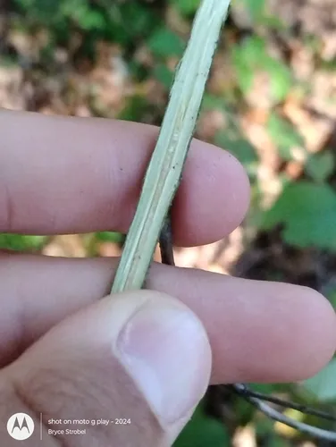 Stiff Dogwood