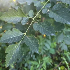 golden rain tree thumbnail 4