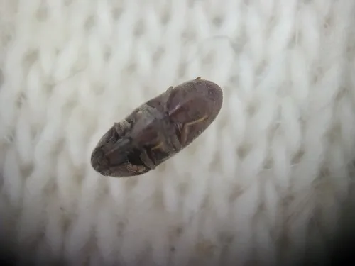 Trixagus dermestoides