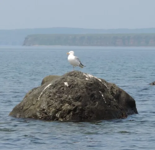 European Herring Gull
