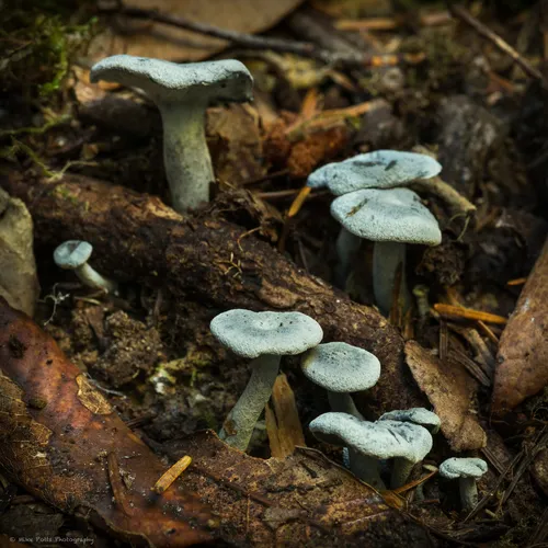 Little Blue Polypore