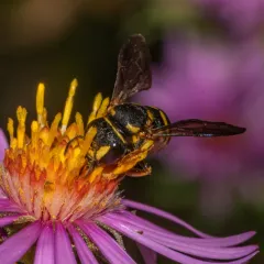 Northern Rotund-Resin Bee thumbnail 2